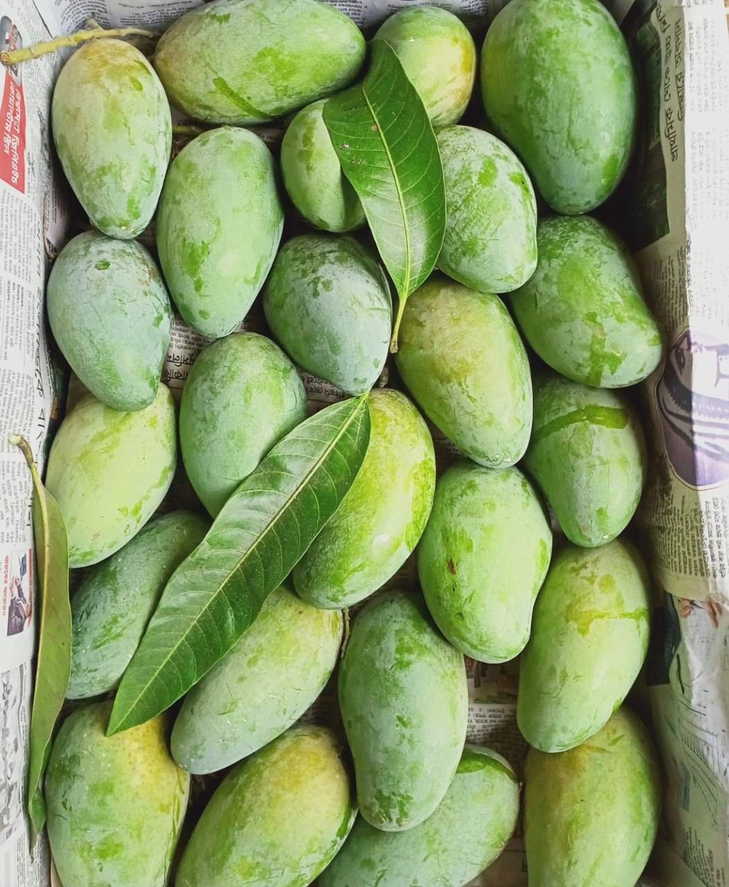 Amrapali Mango – Naturally Sweet